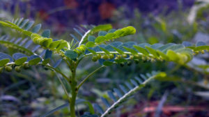 Liver Cleansing Herbs Chanca Piedra