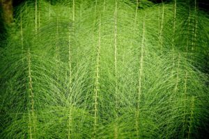 Horsetail Kidney Cleansing Herbs