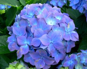 Hydrangea Kidney Cleansing Herbs