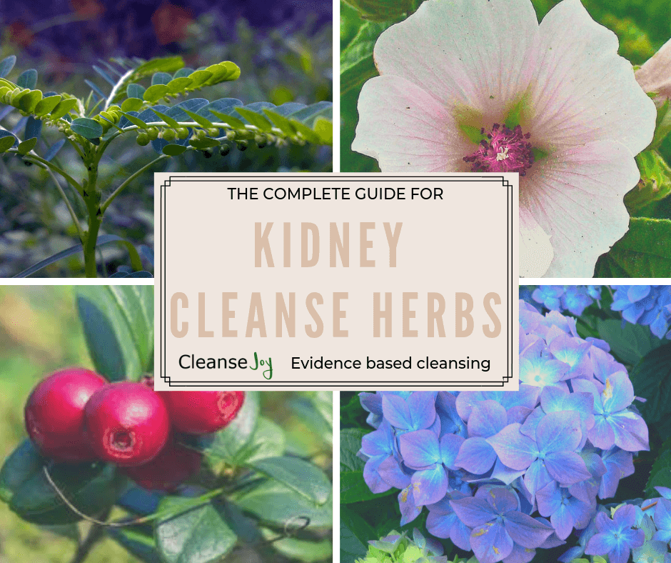 Kidney Cleansing Herbs