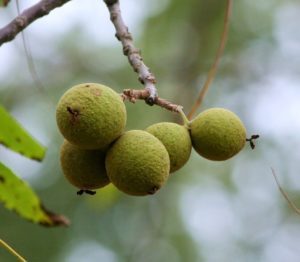 Juglans Nigra Black walnut parasite cleanse diet