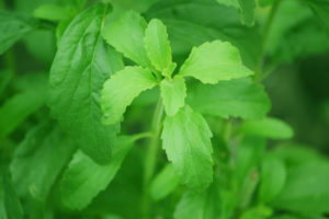 Stevia candida