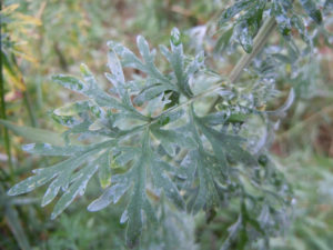 Wormwood parasite cleanse diet