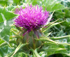 Milk thistle Liver Detox Herbs