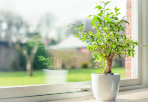 Indoor Plants to Increase Indoor Oxygen