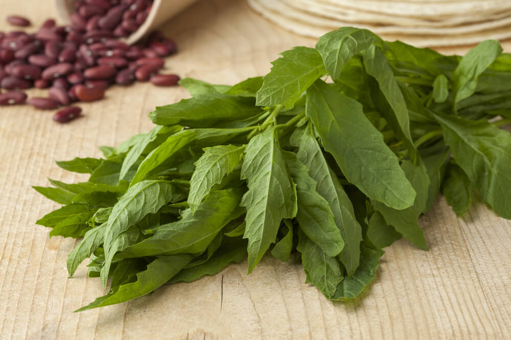 One report by the World Health Organization in the 1970s stated that a decoction of 20 grams of the leaves of epazote rapidly expelled parasites without any apparent side effects in humans.