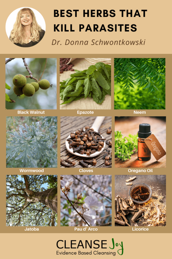 Herbs That Kill Parasites