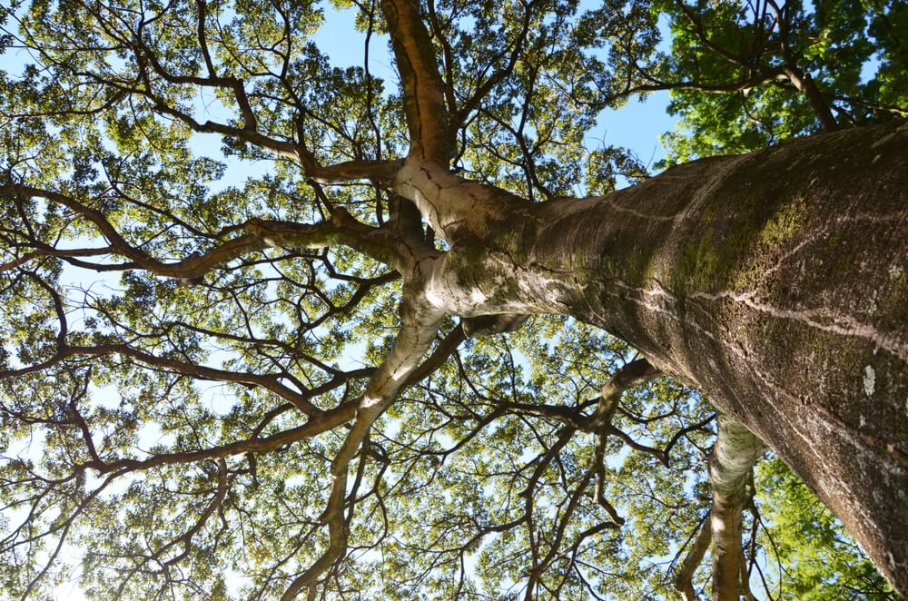 Jatoba (Hymenaea) is a huge canopy tree that grows in the Amazon rainforest. Its bark and leaves are used to expel intestinal worms and parasites.