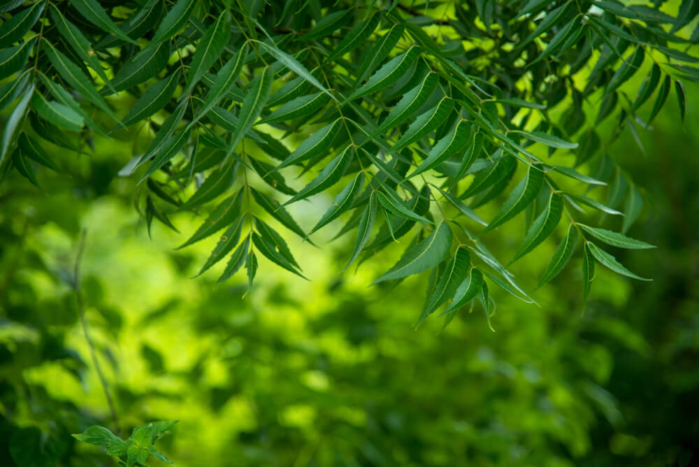 With parasite killing properties that include anti-helminthic, antibacterial, antifungal (Candida), and antiviral, Neem is one of best herbs that kill parasites for adults.
